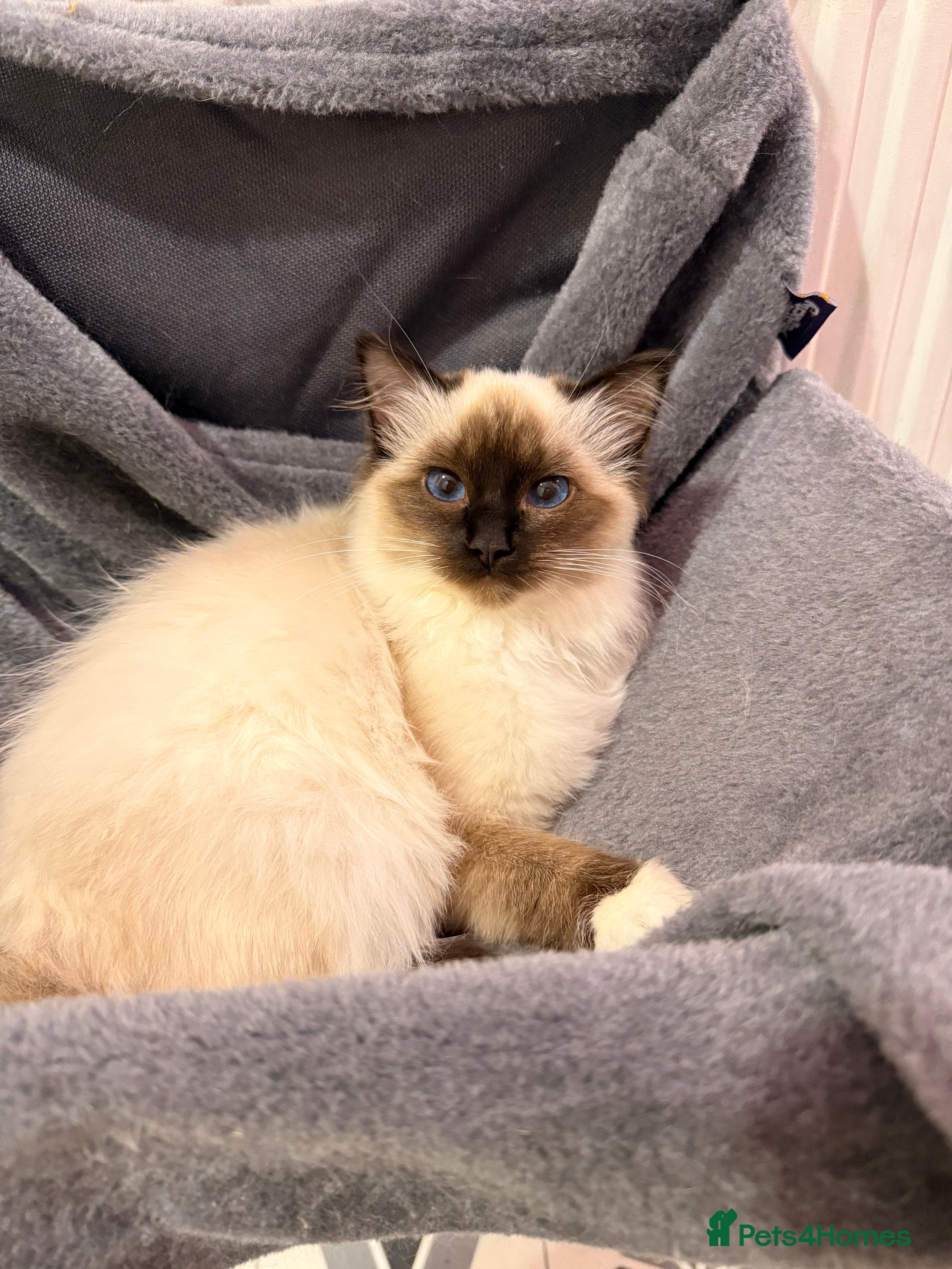 Ragdoll cats Stunning Ragdoll kittens READY TO COLLECT TODAY - Advert 2