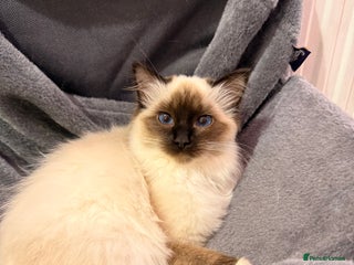 Ragdoll cats Stunning Ragdoll kittens READY TO COLLECT TODAY - Advert 1