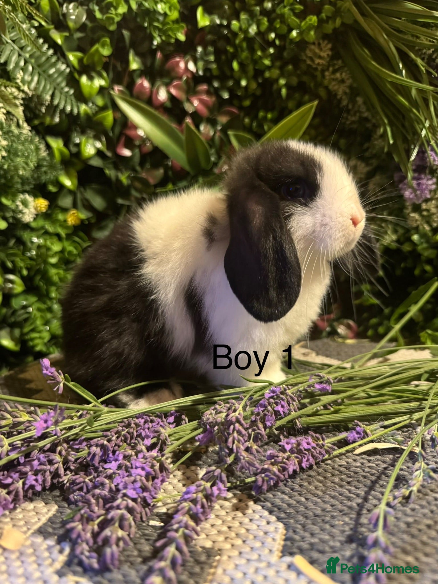 Mini Lop rabbits ⭐️MINI LOPS NOW READY TO GO ⭐️ - Advert 2