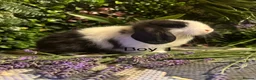 Mini Lop rabbits for sale: ⭐️MINI LOPS NOW READY TO GO ⭐️ - Advert 2