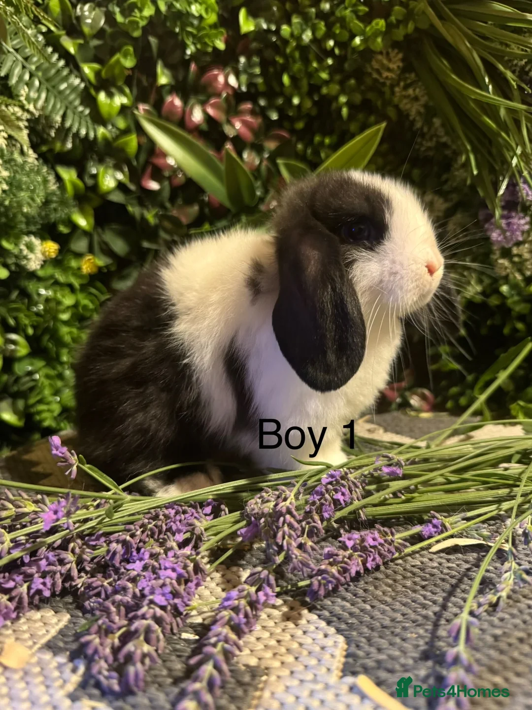 Mini Lop rabbits for sale: ⭐️MINI LOPS NOW READY TO GO ⭐️ - Advert 2