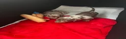 Miniature Dachshund dogs for sale: Dapple miniature dachshunds  - Advert 3
