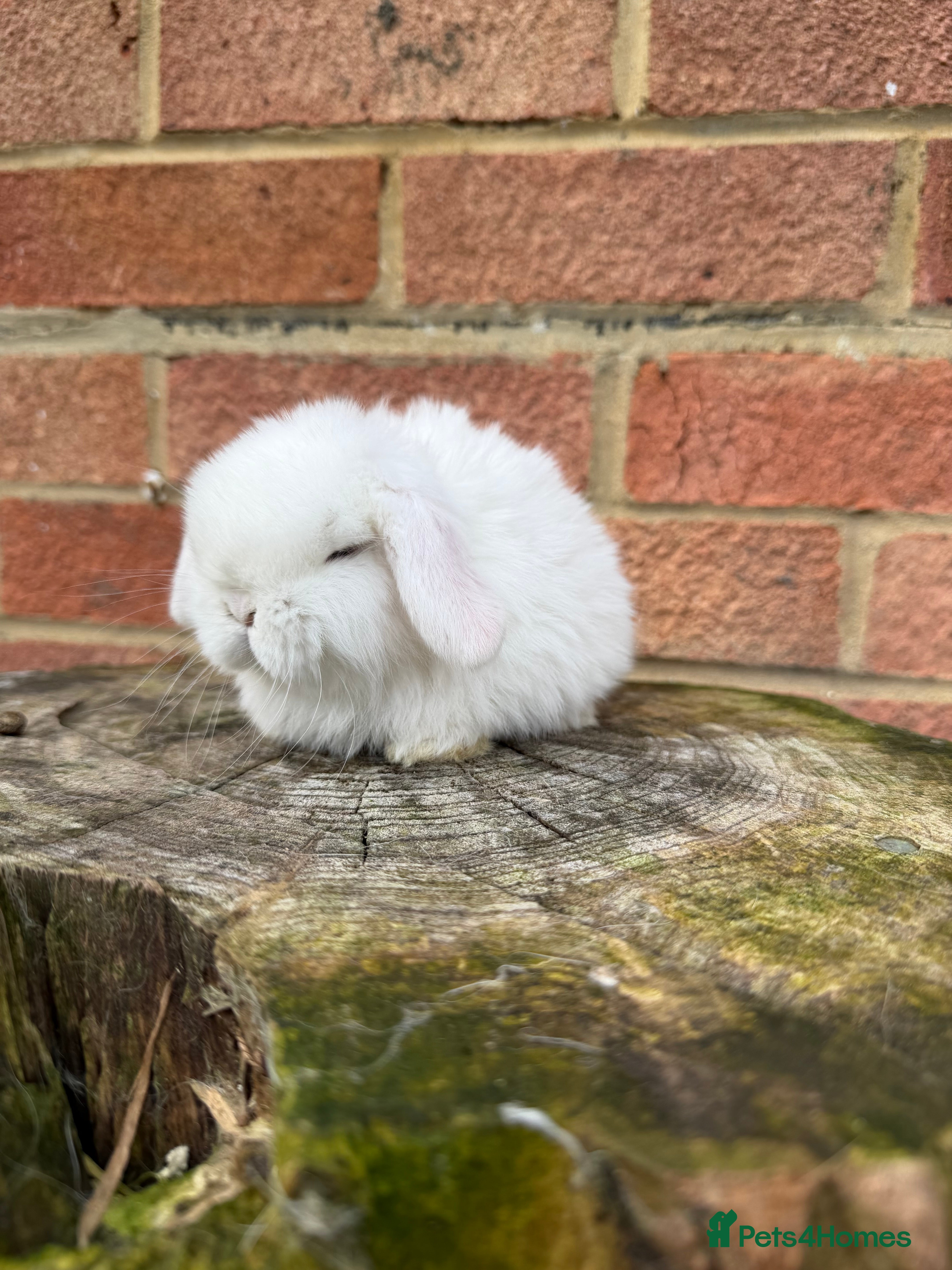 Mini Lop rabbits Mini Lops available - Advert 3