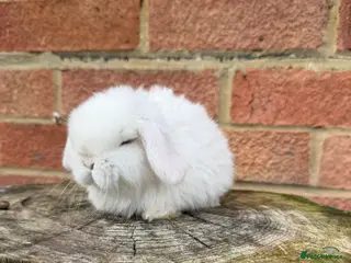 Mini Lop rabbits Mini Lops available - Advert 3