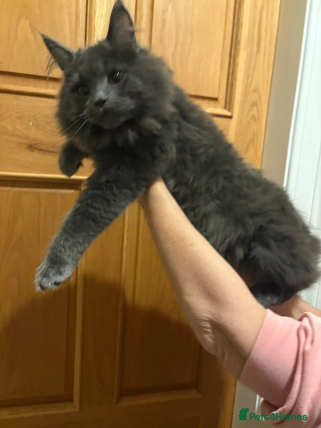 Maine Coon cats for sale: Maine coon kittens - Advert 1