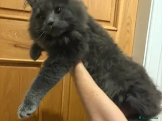 Maine Coon cats Maine coon kittens - Advert 1