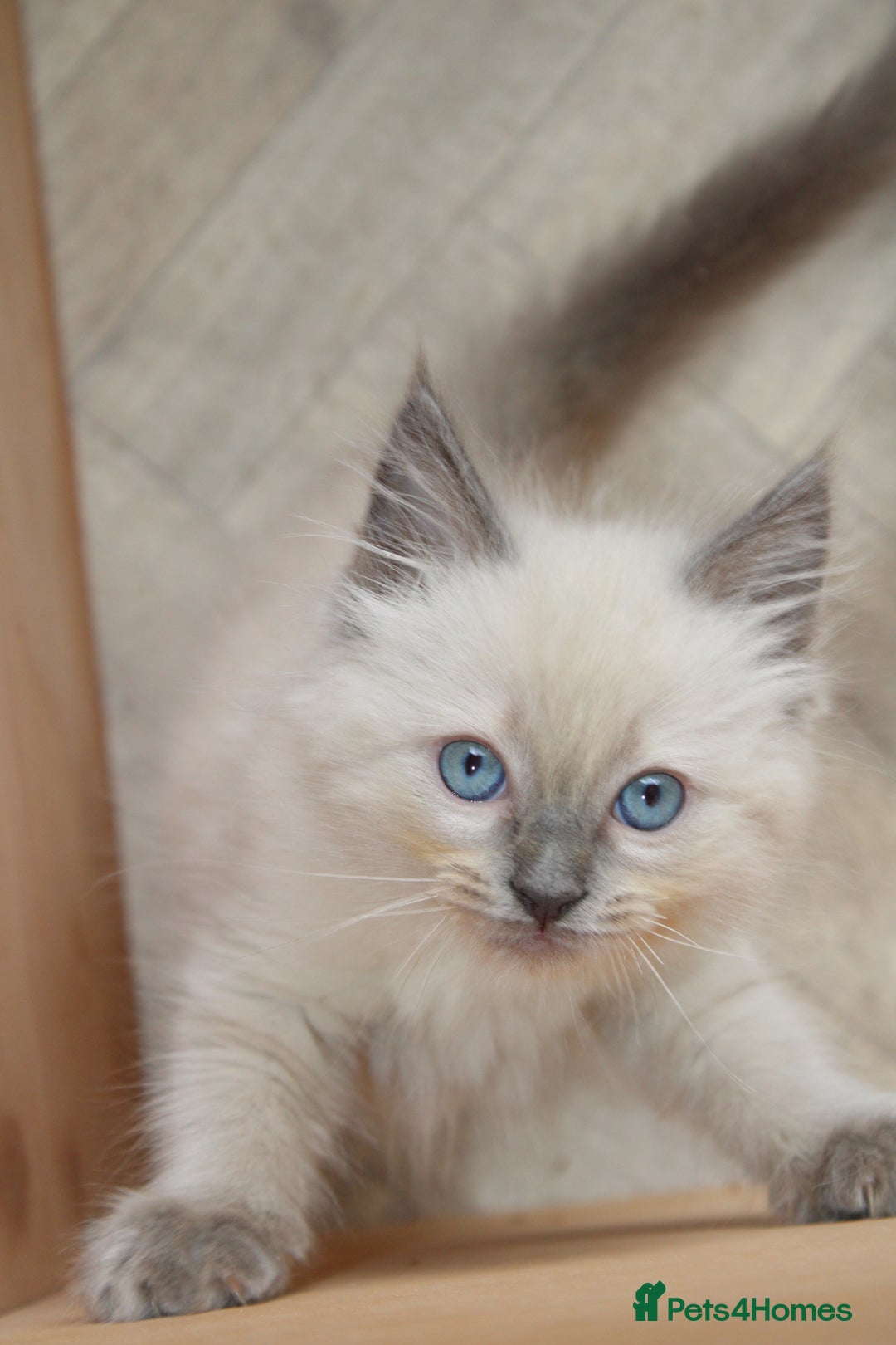 Ragdoll cats for sale: GCCF registered Ragdolls  - Advert 6