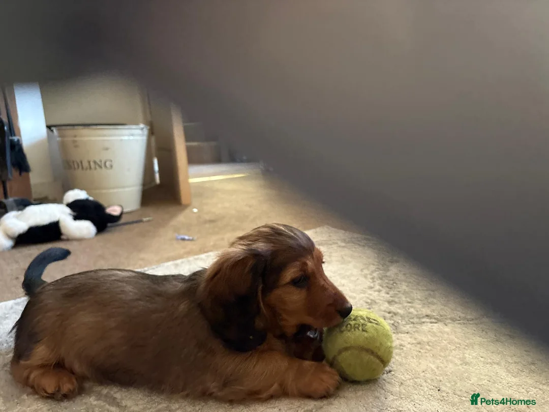 Dachshund dogs for sale: 2x Red dapple Dachshund puppies ready to go.. - Advert 8