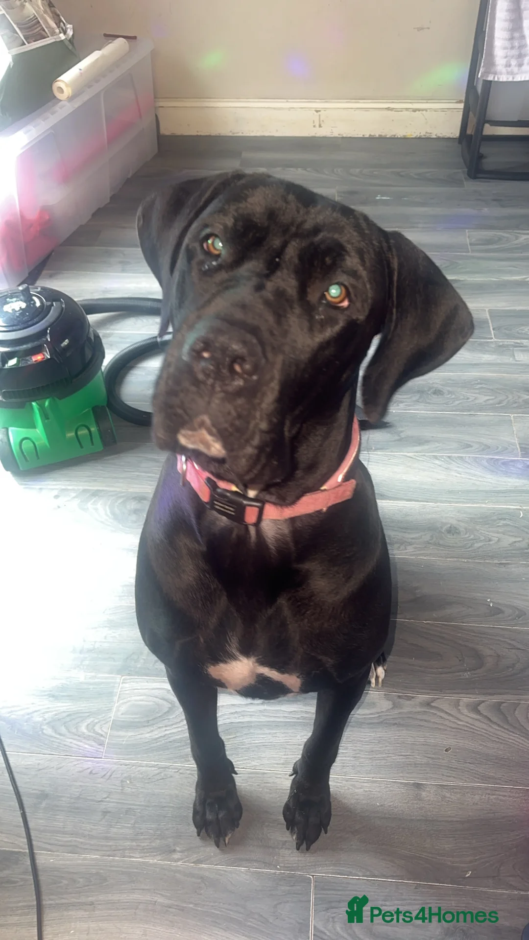 Mixed Breed dogs for sale: Cane corso/ Great Dane💓💓💖💖 - Advert 3