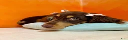 Miniature Dachshund dogs for sale: Premium quality Minature Daschunds | DNA Tested  - Advert 1