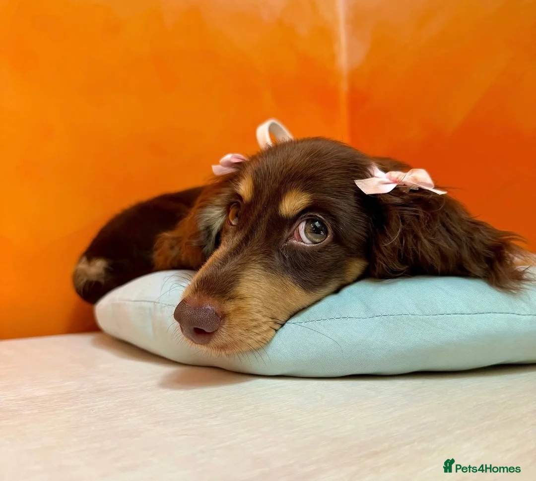 Miniature Dachshund dogs for sale: Premium quality Minature Daschunds | DNA Tested  - Advert 1