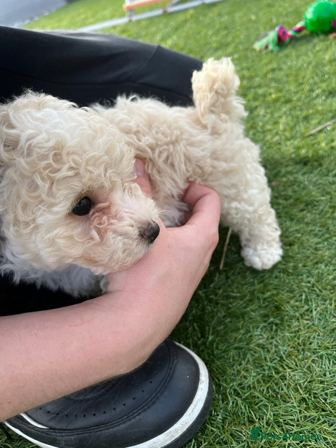 Cavapoo dogs for sale: Beautiful cavapoo puppies  - Image 30