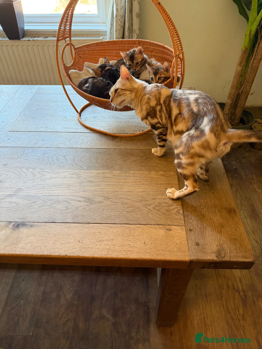 Bengal cats for sale: TIGA BENGAL KITTENS FOR SALE - READY 25/04/26 - Advert 2