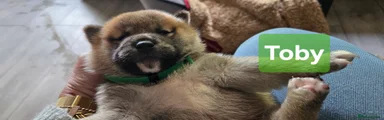 Toby -green collar