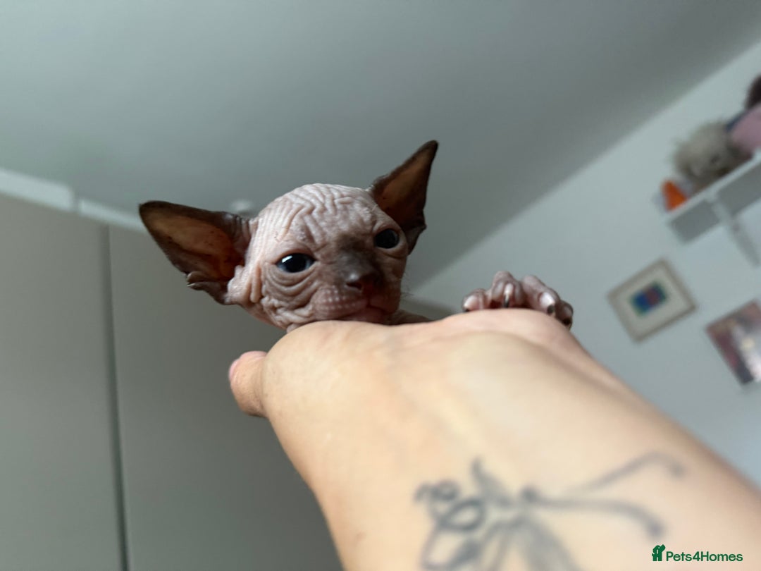 Sphynx cats for sale: Amazing kitten looking for family  - Image 4