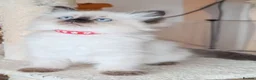 Ragdoll cats for sale: Ragdoll  - Advert 12