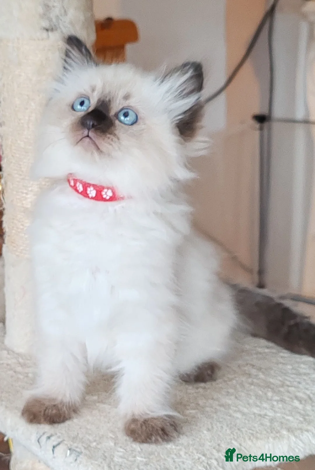Ragdoll cats for sale: Ragdoll  - Advert 12