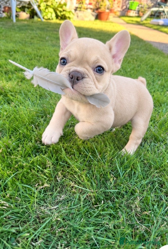 French Bulldog dogs Beautiful KC reg Cream Girl - Advert 2