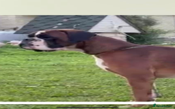 Boxer dogs for stud: Red European import at Stud in Cardiff - Image 22
