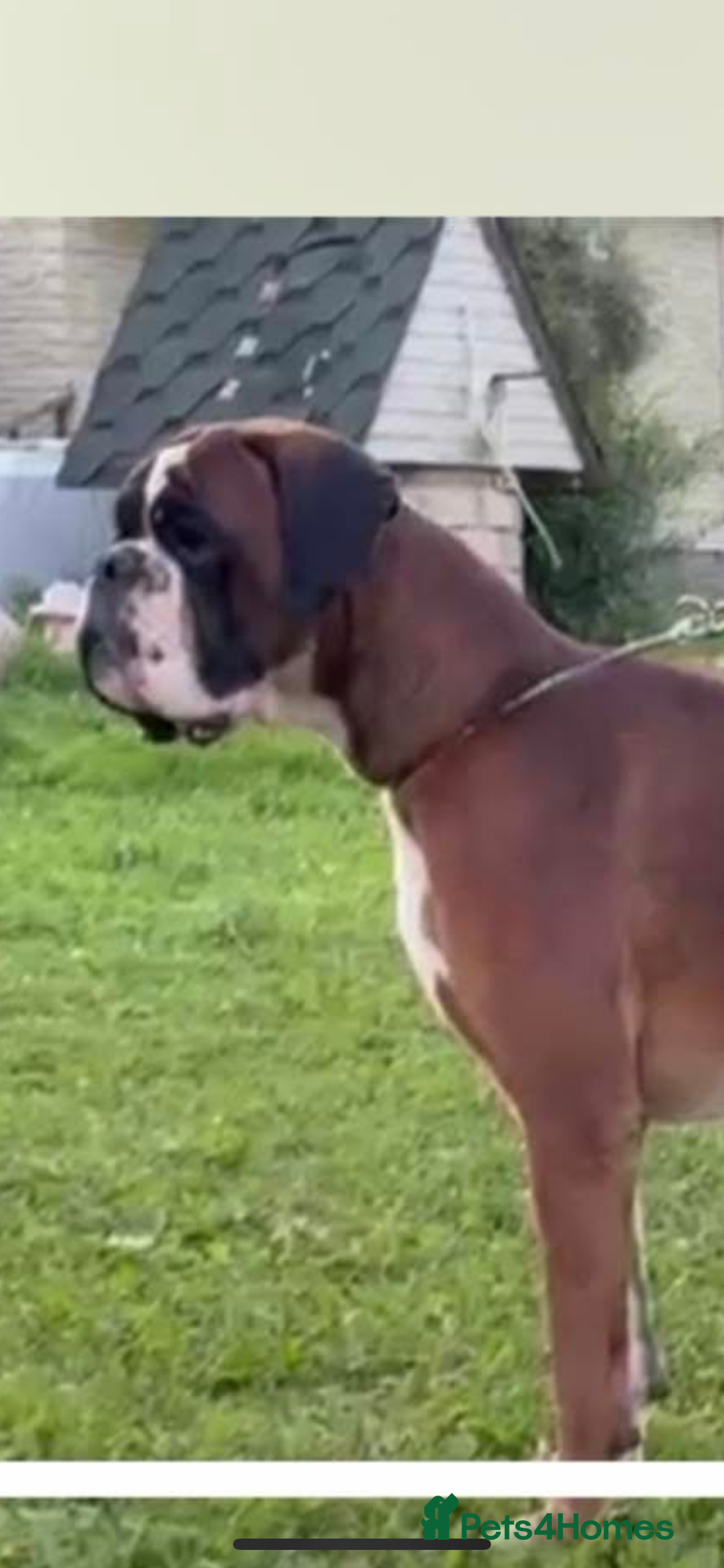 Boxer dogs for stud: Red European import at Stud in Cardiff - Image 22