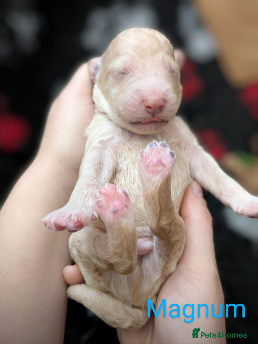 Goldendoodle dogs for sale: Gorgeous Goldendoodles  - Image 17