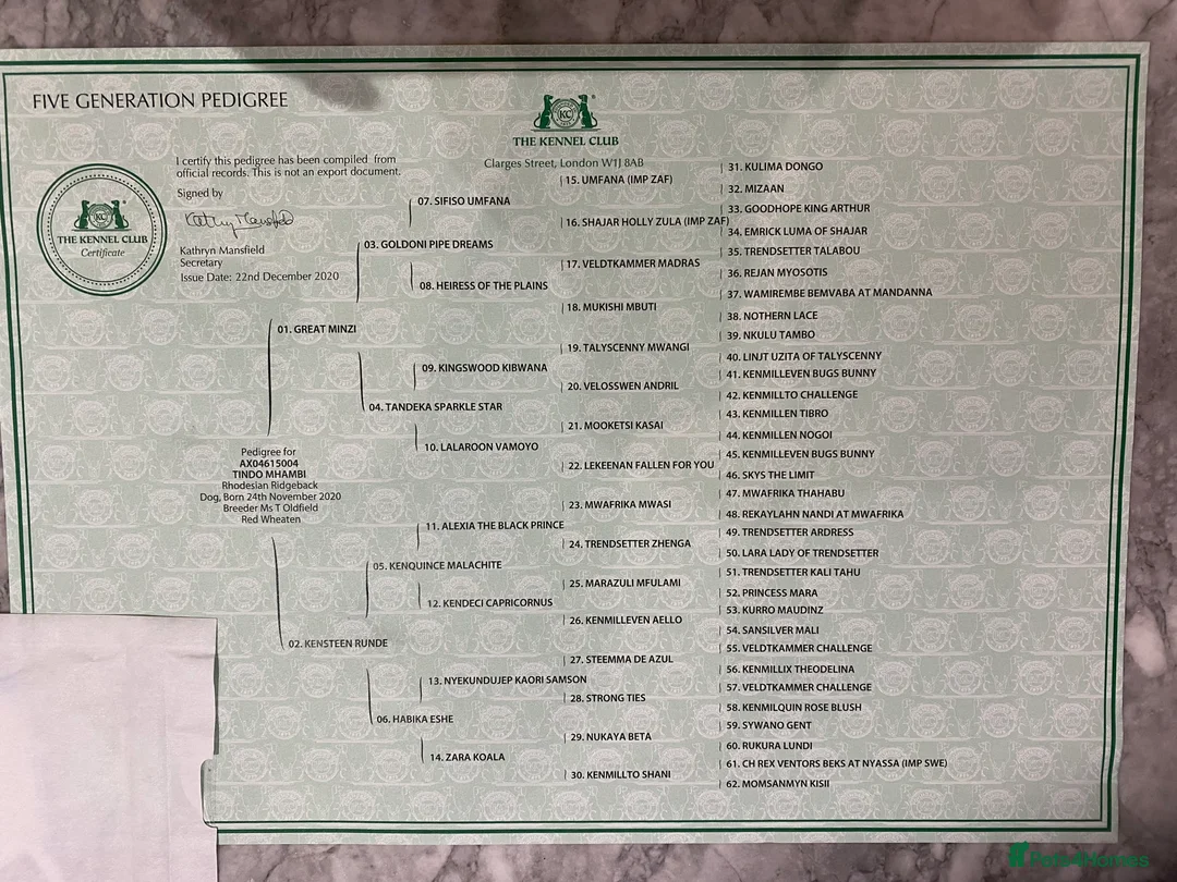 Rhodesian Ridgeback dogs for stud: Proven KC Reg Fully Health Tested RR for Stud in Bolton - Advert 5