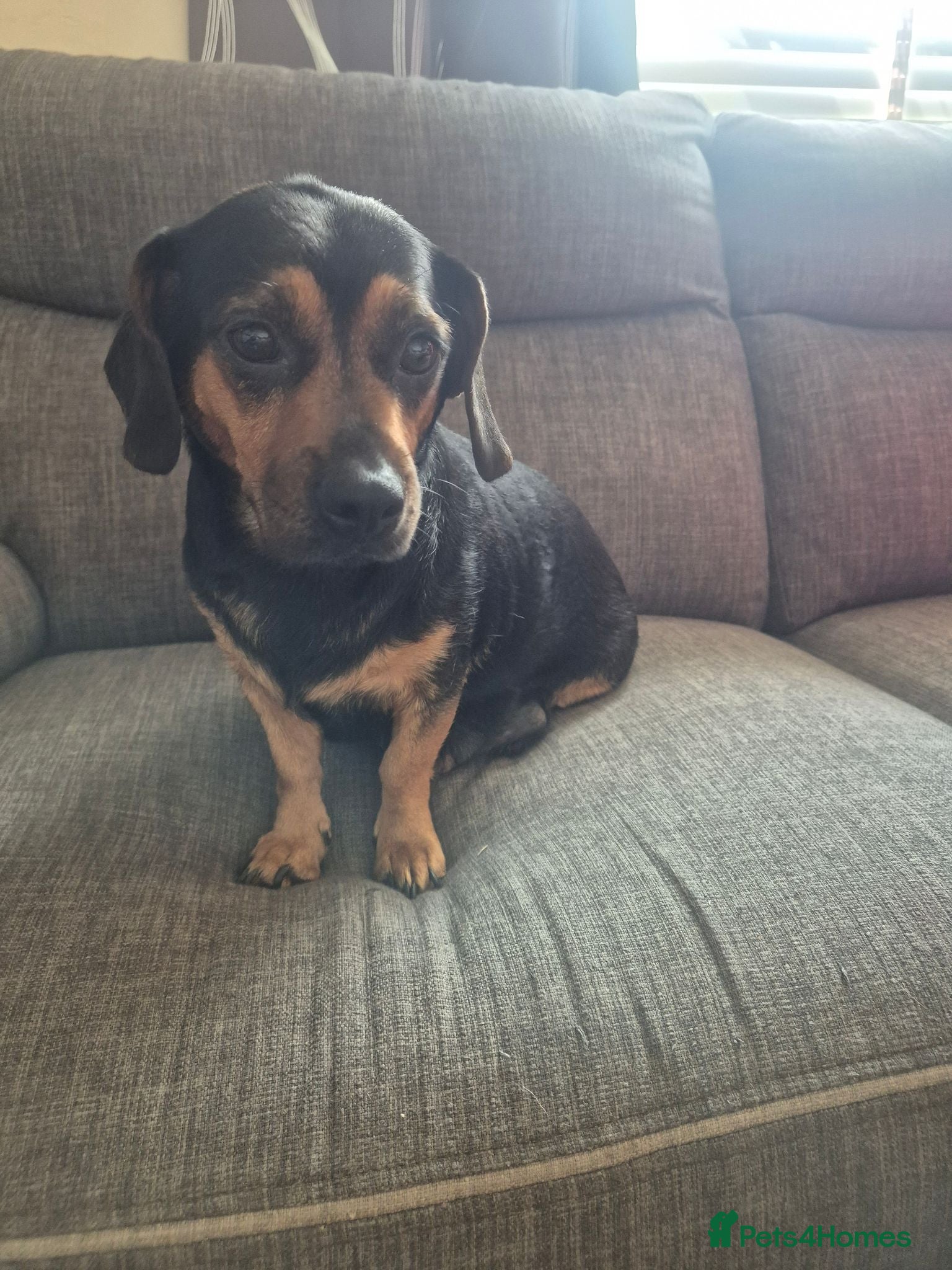 Mixed Breed dogs Little of 6 beautiful pups - Advert 3