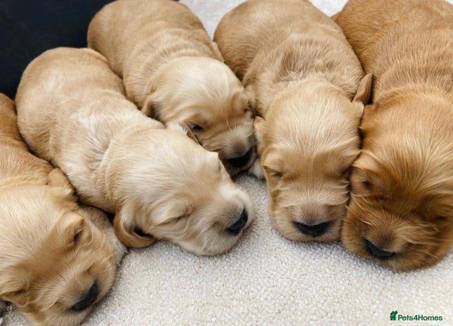 Golden Retriever dogs - Advert 1