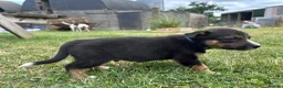 Mixed Breed dogs for sale: Welsh collie X border collie pups for sale  in Llanwrda - Advert 5