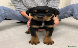 Rottweiler dogs for sale:  TWO LEFT ONLY *READY TO GO NOW* ROTTWEILER PUPS  - Advert 32