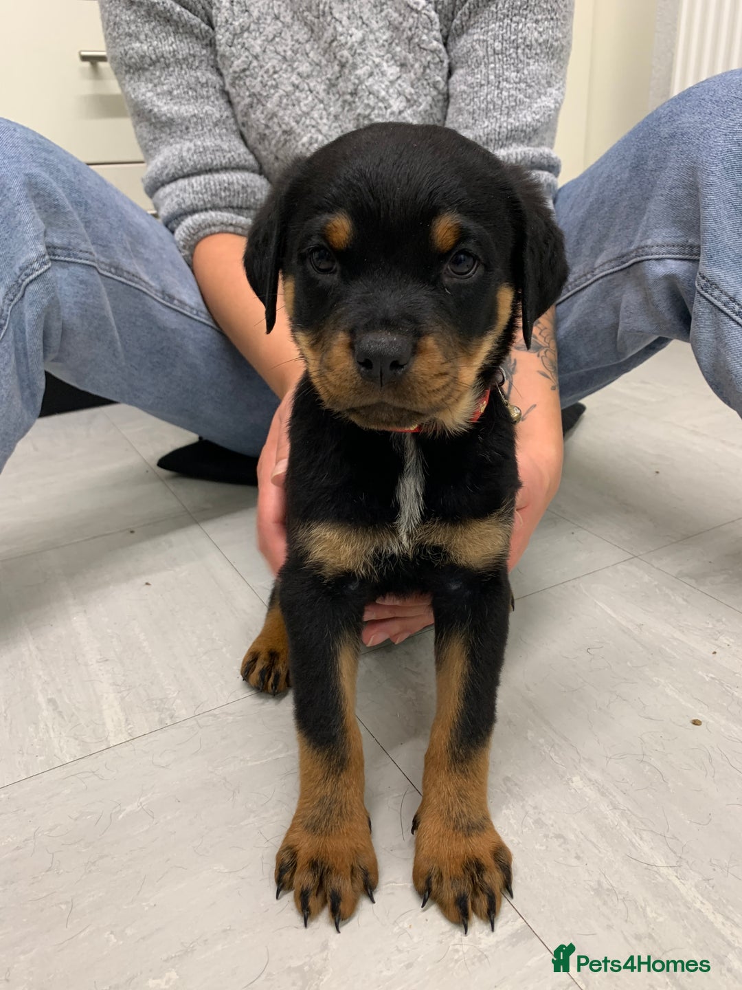 Rottweiler dogs for sale:  TWO LEFT ONLY *READY TO GO NOW* ROTTWEILER PUPS  - Advert 32