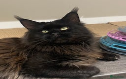 Maine Coon cats for sale: TICA 5 GEN PEDIGREE DNA TESTED  - Image 31