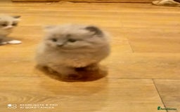 Siberian cats for sale: #4 lovely Siberian male kittens  - Image 15