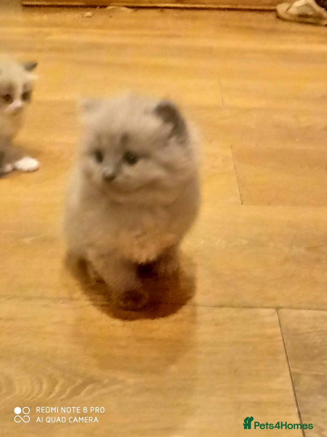 Siberian cats for sale: #4 lovely Siberian male kittens  - Image 15