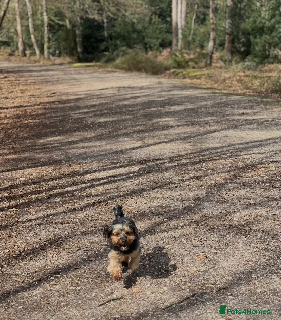 Yorkshire Terrier dogs for stud: Dog for stud in Southampton - Advert 2