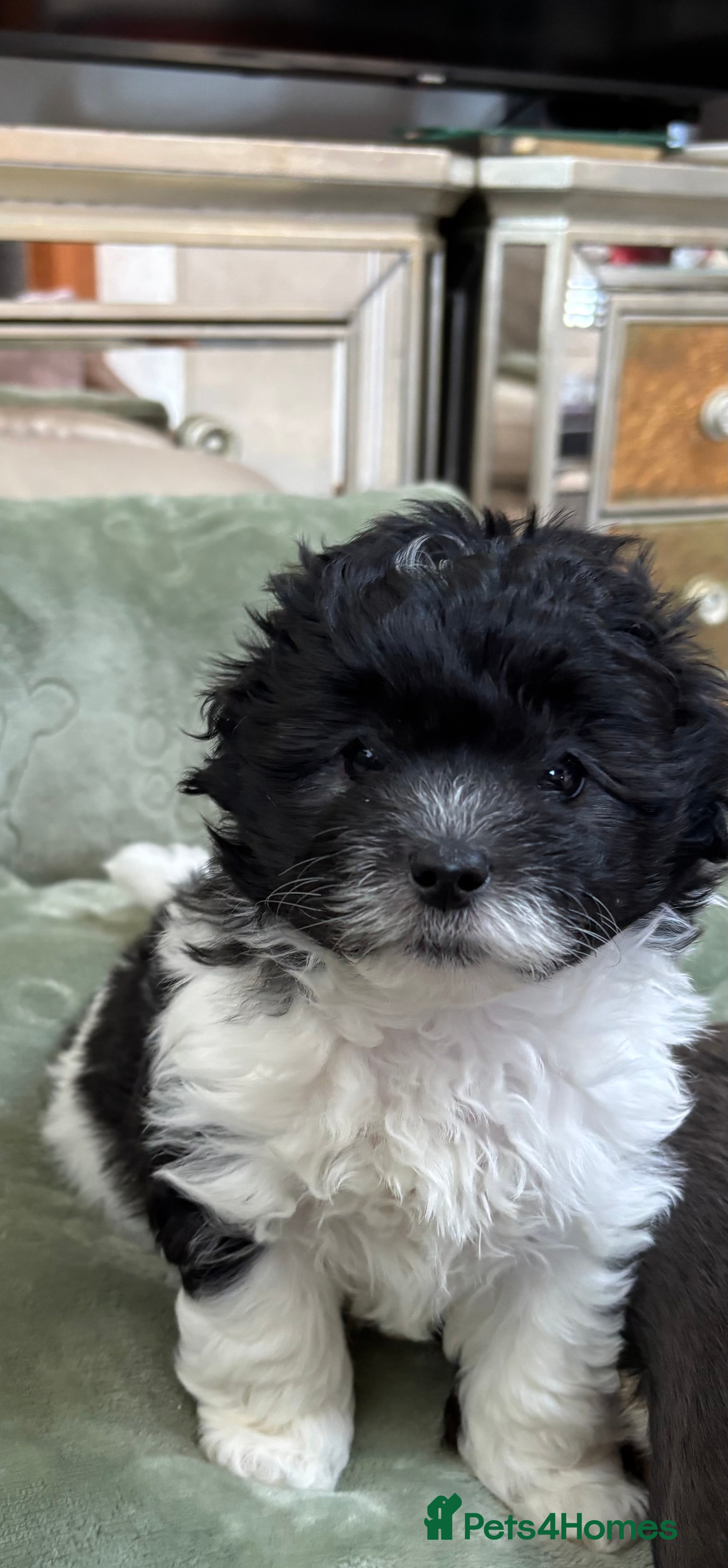 Mixed Breed dogs Adorable Bolonoodle Puppies - Advert 5