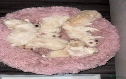 Bichon Frise dogs for sale: One little girl and boy are looking for a family🤍 - Image 14