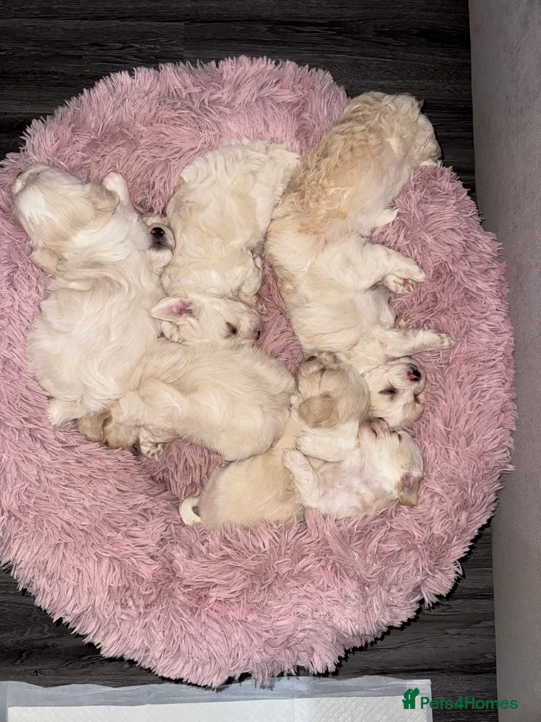 Bichon Frise dogs for sale: One little girl and boy are looking for a family🤍 - Image 14
