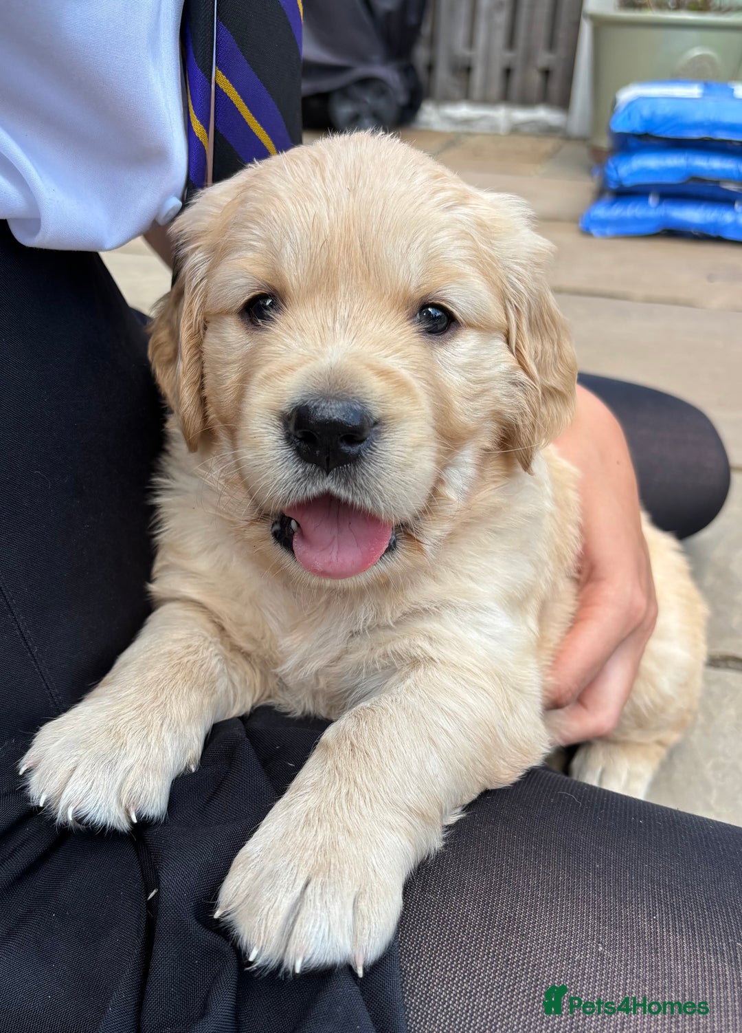 Golden Retriever dogs for sale: Ready now - Golden Retriever Puppies  - Image 11