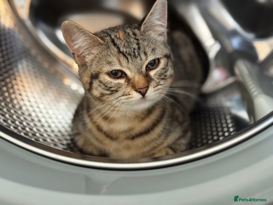 Bengal cats for sale: 3month Bengal x female  - Image 3
