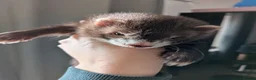 Ferret rodents for sale: Ruben. Mostly vaccinated, Semi angora  in Belper - Advert 3