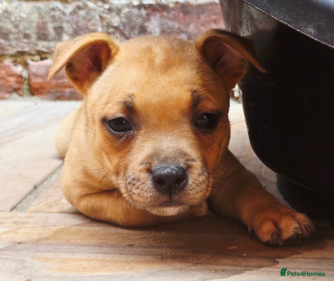Staffordshire Bull Terrier dogs for sale: !READY NOW! KC Reg Quality Red Staffy Puppies  - Image 3