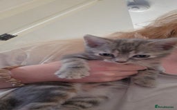 Domestic Shorthair cats for sale: Grey part tabby girl - Image 7