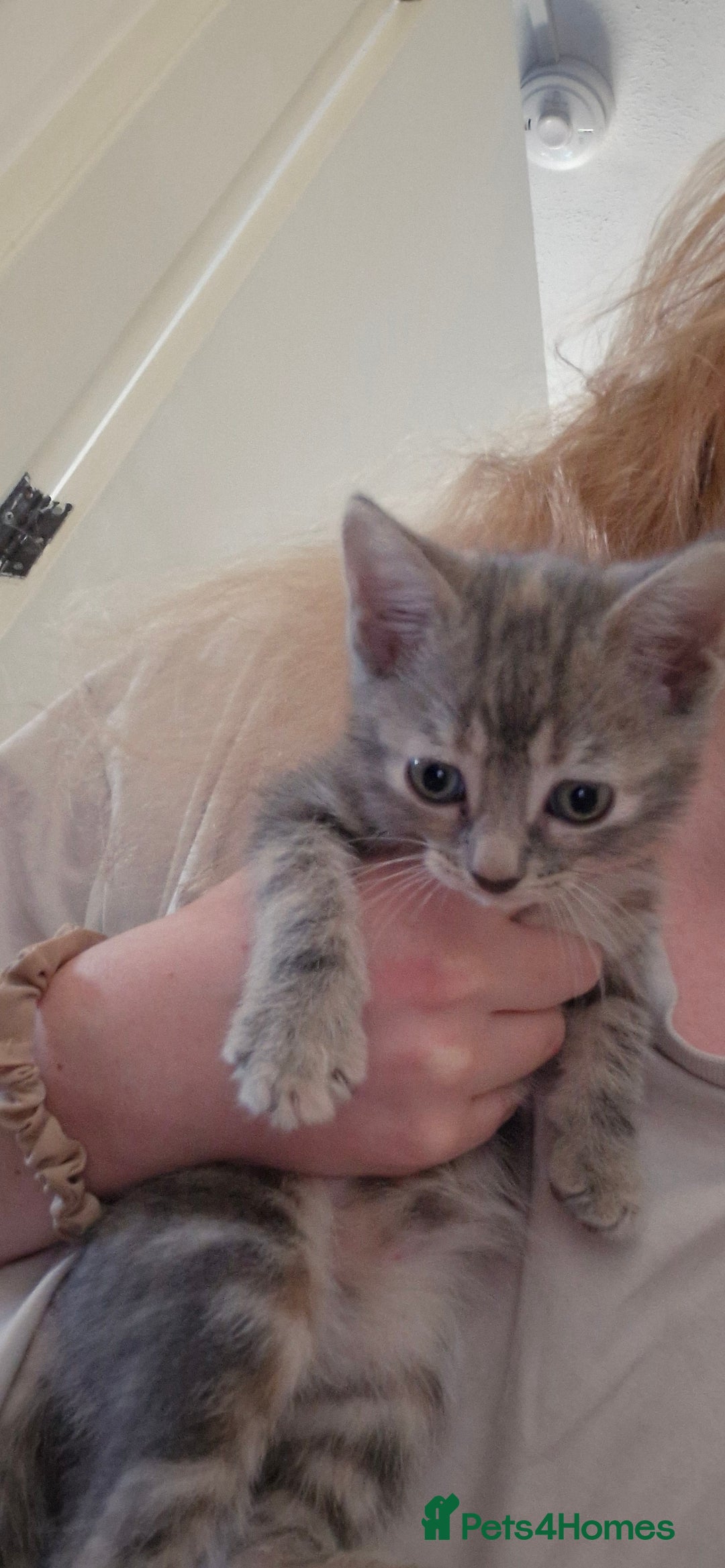 Domestic Shorthair cats for sale: Grey part tabby girl - Image 7