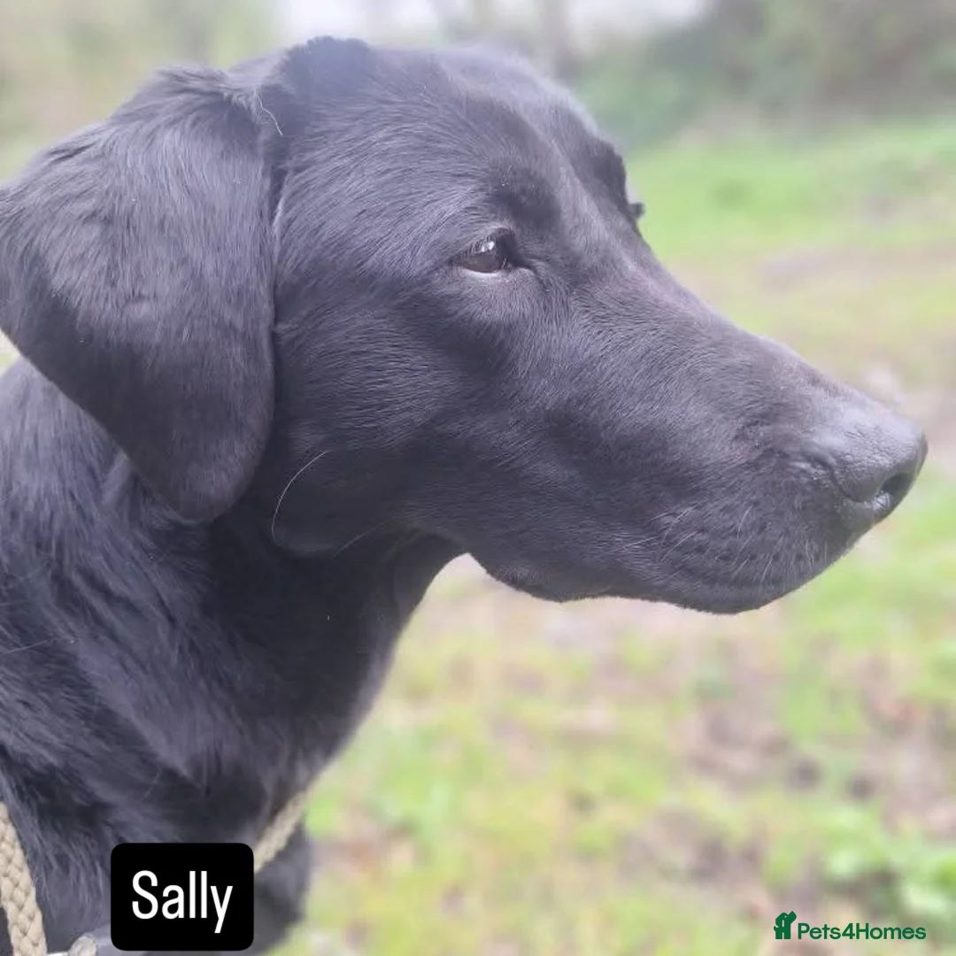 Labrador Retriever dogs for sale: Labrador Pups from Health Tested Parents. - Image 6