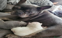 French Bulldog dogs for sale: Female White french bulldog - Image 17