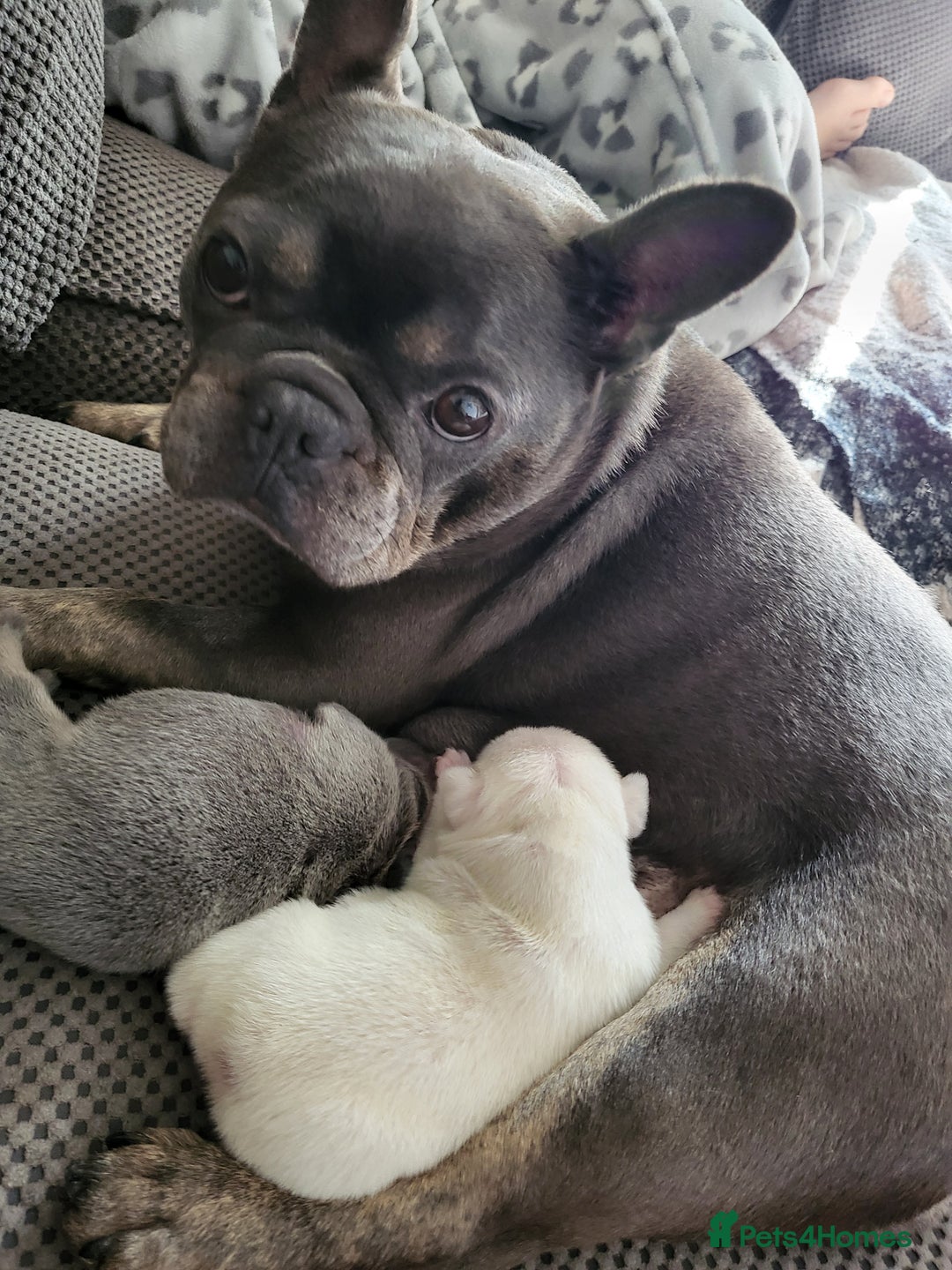French Bulldog dogs for sale: Female White french bulldog - Image 17
