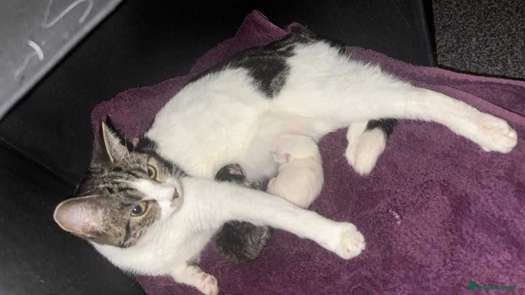 British Shorthair cats for sale: 2 males kitten MUST be Homed together  - Image 1