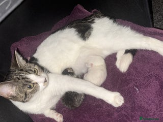 British Shorthair cats - Advert 1