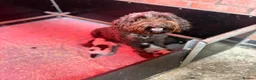 Cockapoo dogs for sale: 🌟 STUNNING COCKAPOO PUPPIES 🌟  - Advert 11
